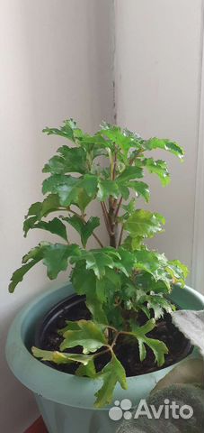 Полисциас Комнатные растения