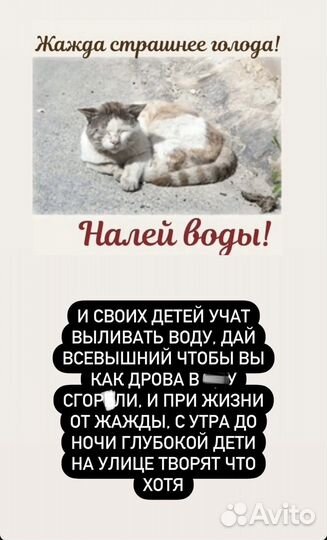 Шотландские вислоухие котята