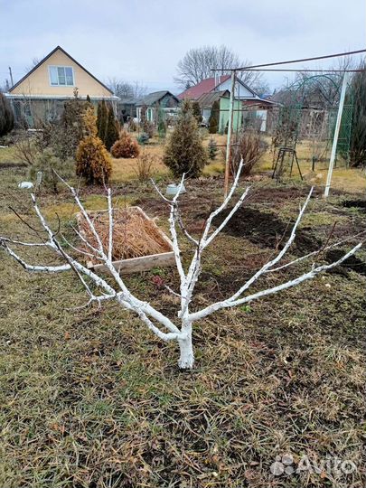 Обрезка деревьев, кустарников, винограда, хвойных
