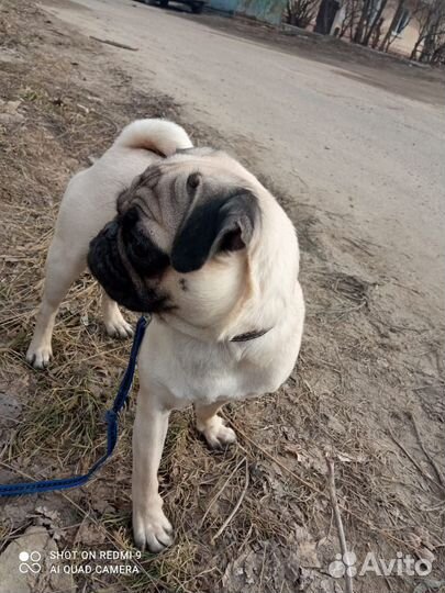 Мопс девочка