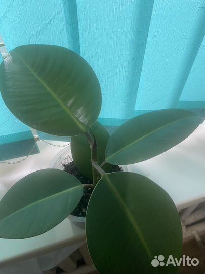 Сансевиерия или «Щучий хвост», фикус