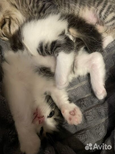 Котята в добрые руки