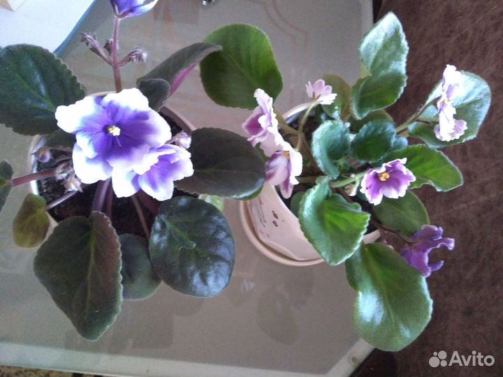 Фиалка в горшках
