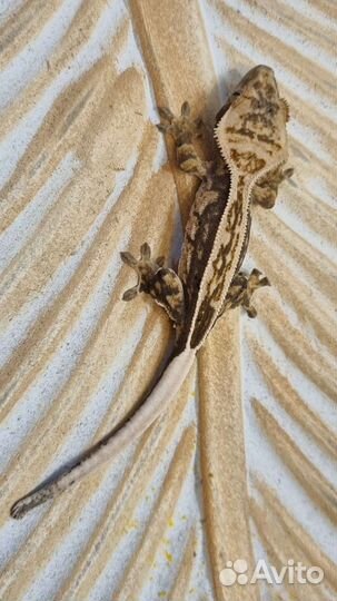 Реснитчатый бананоед