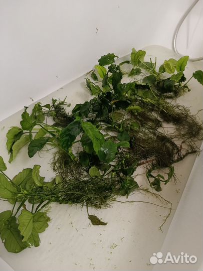 Аквариумная прополка