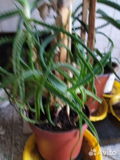 Алоэ столетник