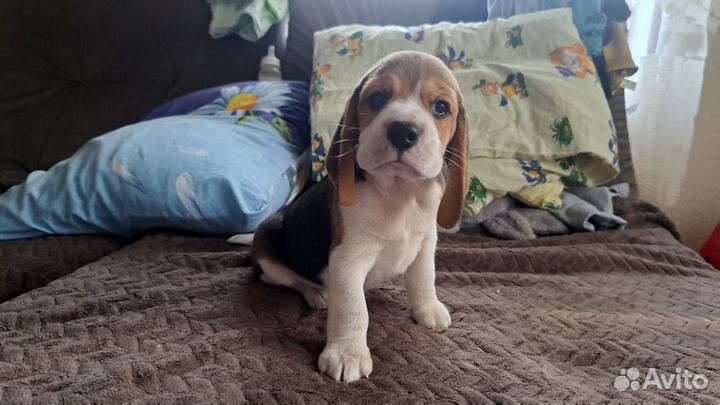 Щенки бигля