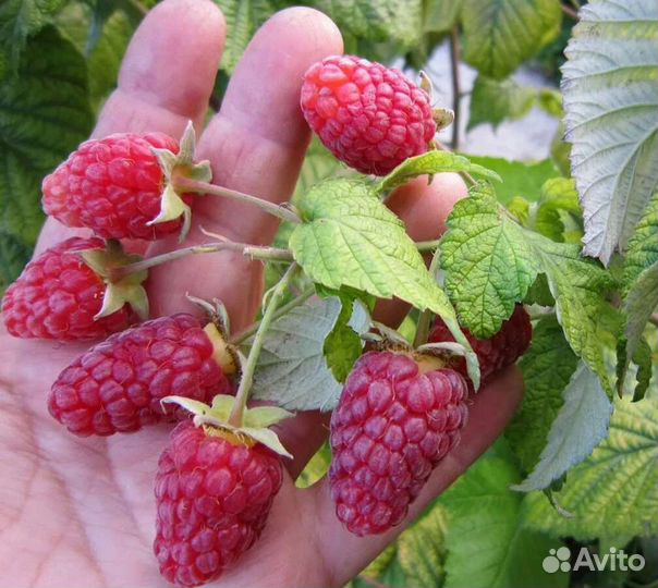 Малина ремонтантная красная