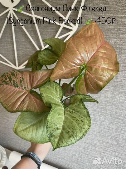 Домашние растения