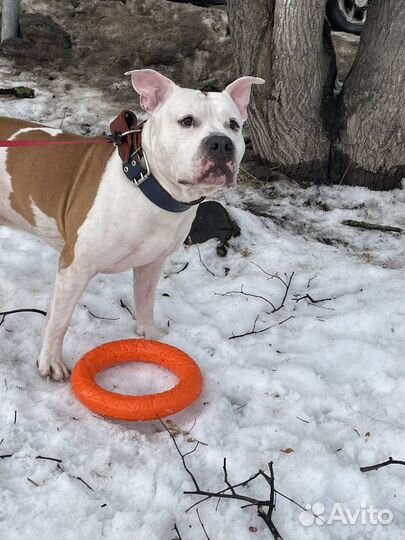 Выгул собак за деньги