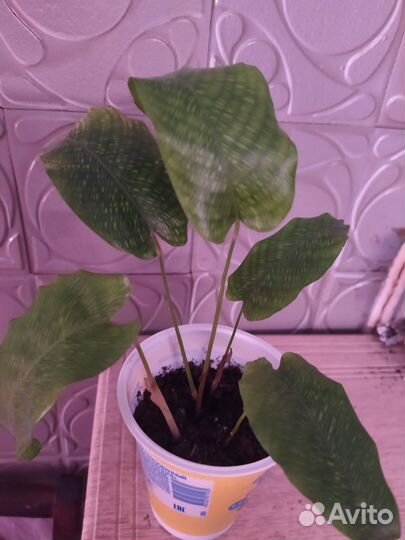 Строманта Триостар, калатеи Руфибарба, Мозаика