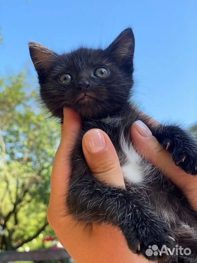Котята в добрые руки даром