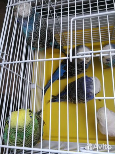 Продам попугаев
