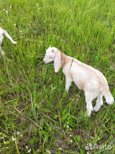 Нубийский козлик