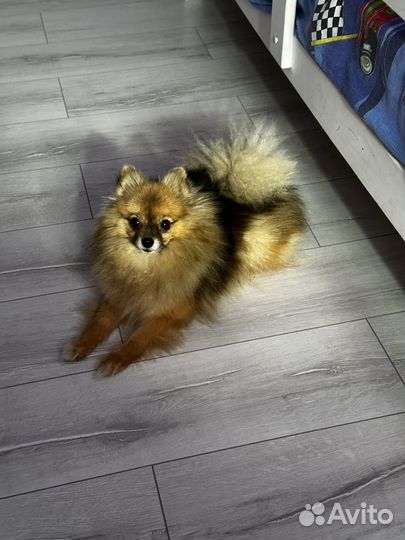 Померанский шпиц