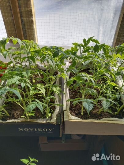 Рассада помидор