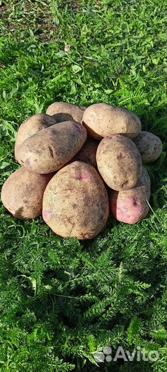 Семенной картофель