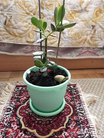 Толстянка, Денежное дерево, Крассула