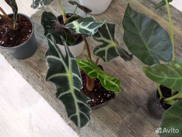 Алоказия Полли