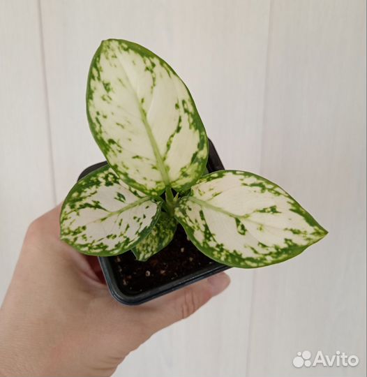 Аглаонемы ч. 3 Микс