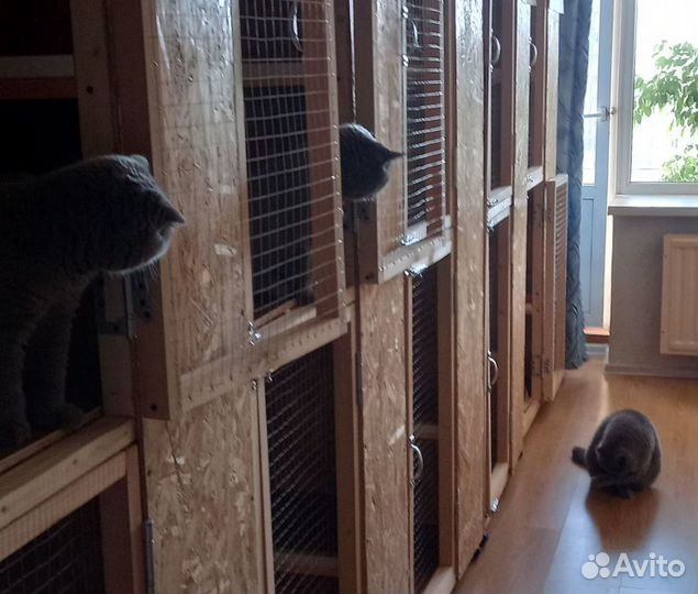 Зоогостиница (передержка)