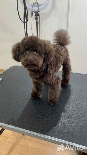 Мальтипу девочка