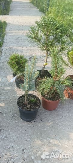 Ель Изели Фастегиата