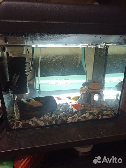 Аквариум с рыбками бу