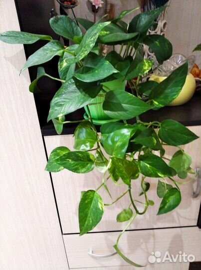 Сциндапсус золотистый