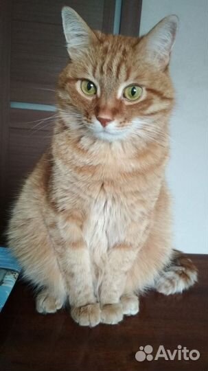 Отдам кота в добрые руки