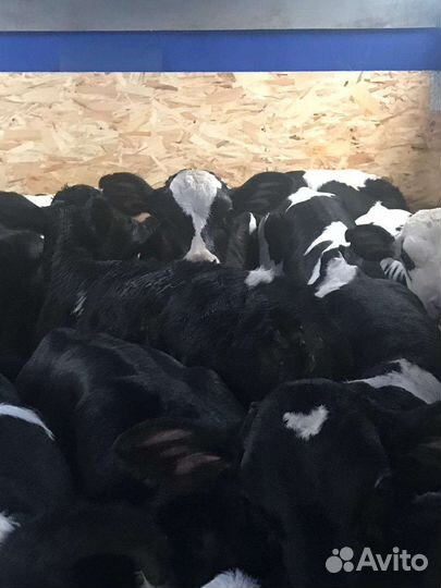 Бычки телята