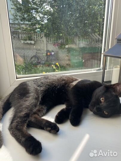 Отдаю котенка в хорошие руки