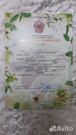 Русский охотничий спаниель вязка