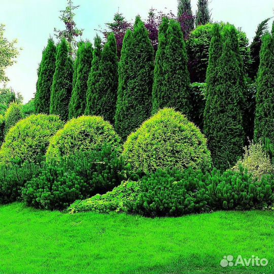 Туи вип класса