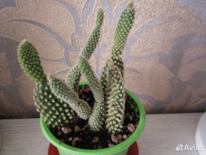 Опунция мелковолосистая. Фикус Бенджамина