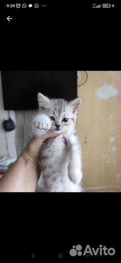 Шотландские котята