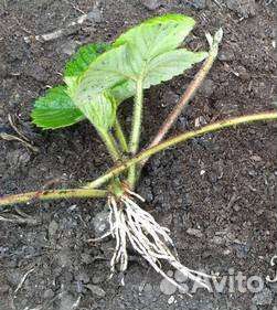 Рассада клубники