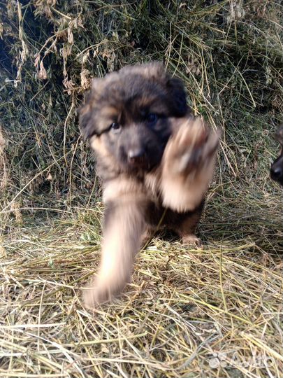 Щенки немецкой овчарки