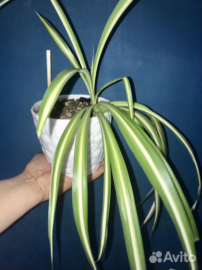 Хлорофитум, Бегония