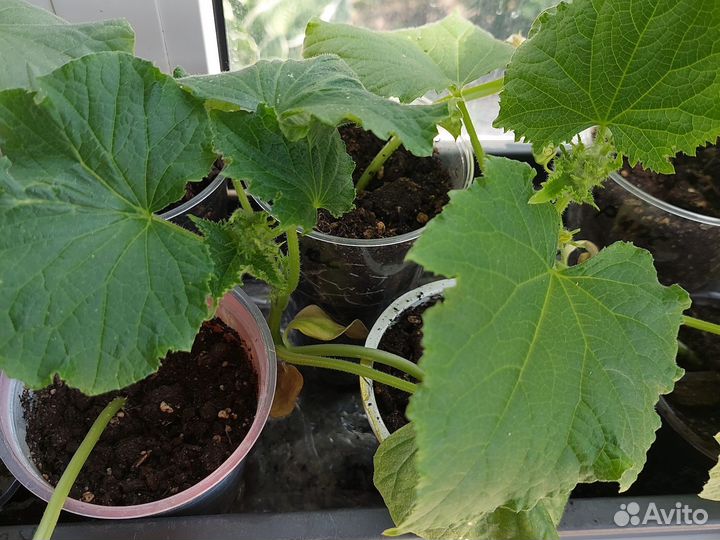 Рассада огурцов и помидор