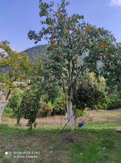 Участок 6 сот. (СНТ, ДНП)