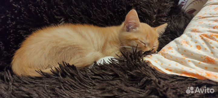 Рыжий котенок