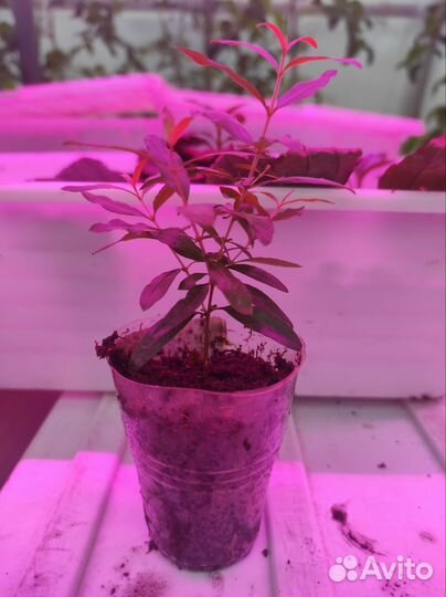 Гранат комнатный