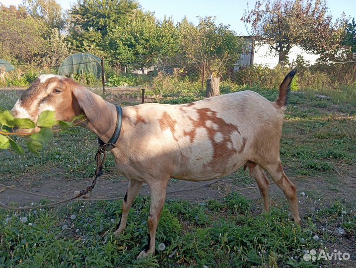 Продаются нубийские козы