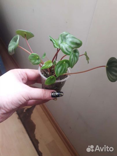 Калатея, крестовник и др