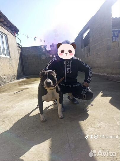 Стаффордширский терьер