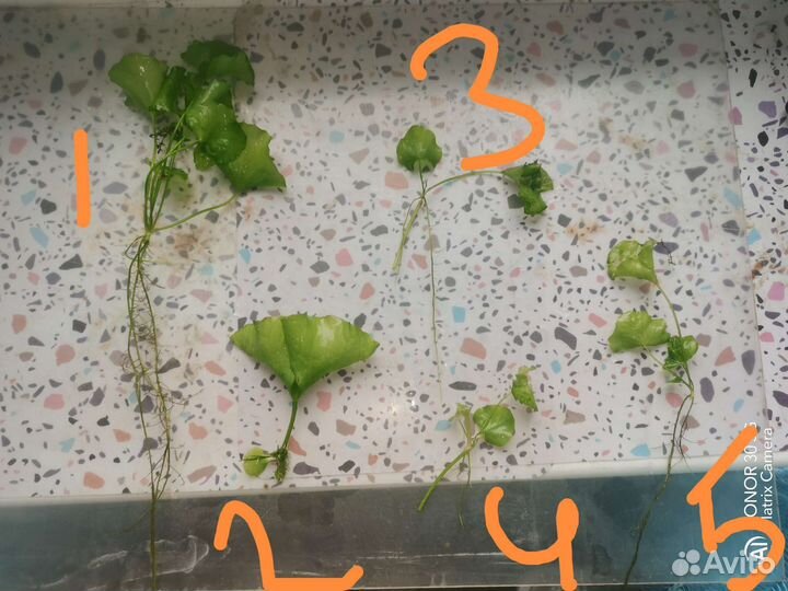 Растения для аквариума