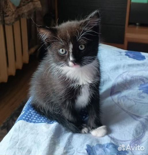 Кошечка в добрые руки