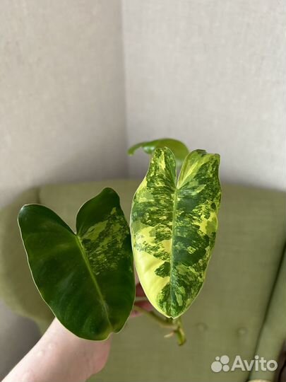 Филодендрон Бурле Маркс