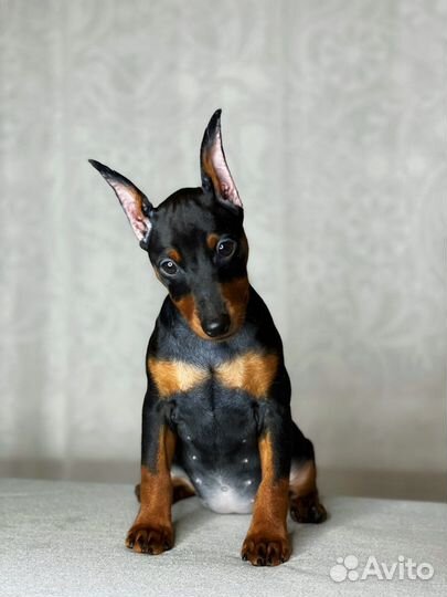 Цвергпинчер